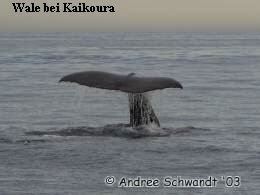     Wale bei Kaikoura